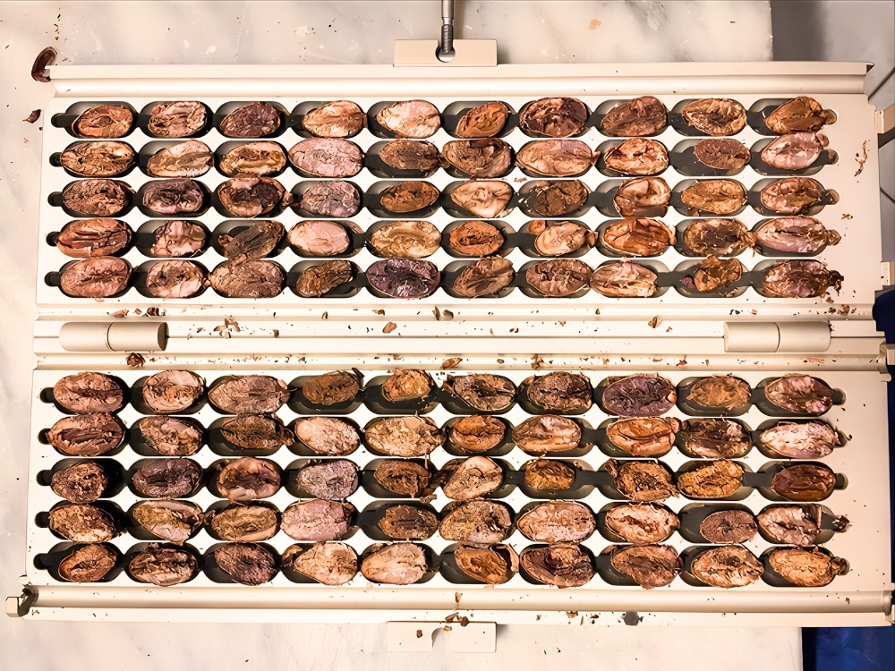 čokoláda – test řezu