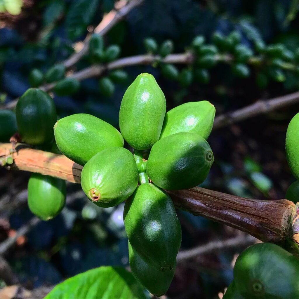 Ombligon
Chiroso
Sidra